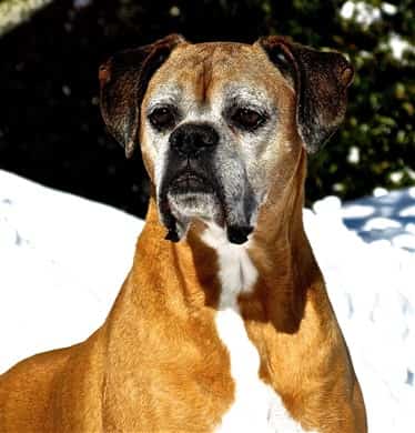 senior-boxer-dog-winter-time